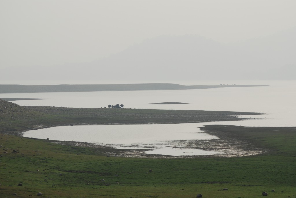 Corbett Belongs to the Elephants - Pragya Singh