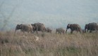 Elephant Herd at Corbett - Dr. Yashpal Singh