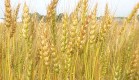 wheat-production