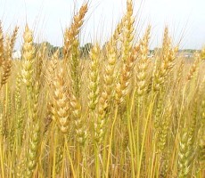 wheat-production
