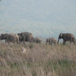 Elephant Herd at Corbett – Dr. Yashpal Singh