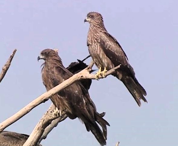 Black Kite -Milvus migrans